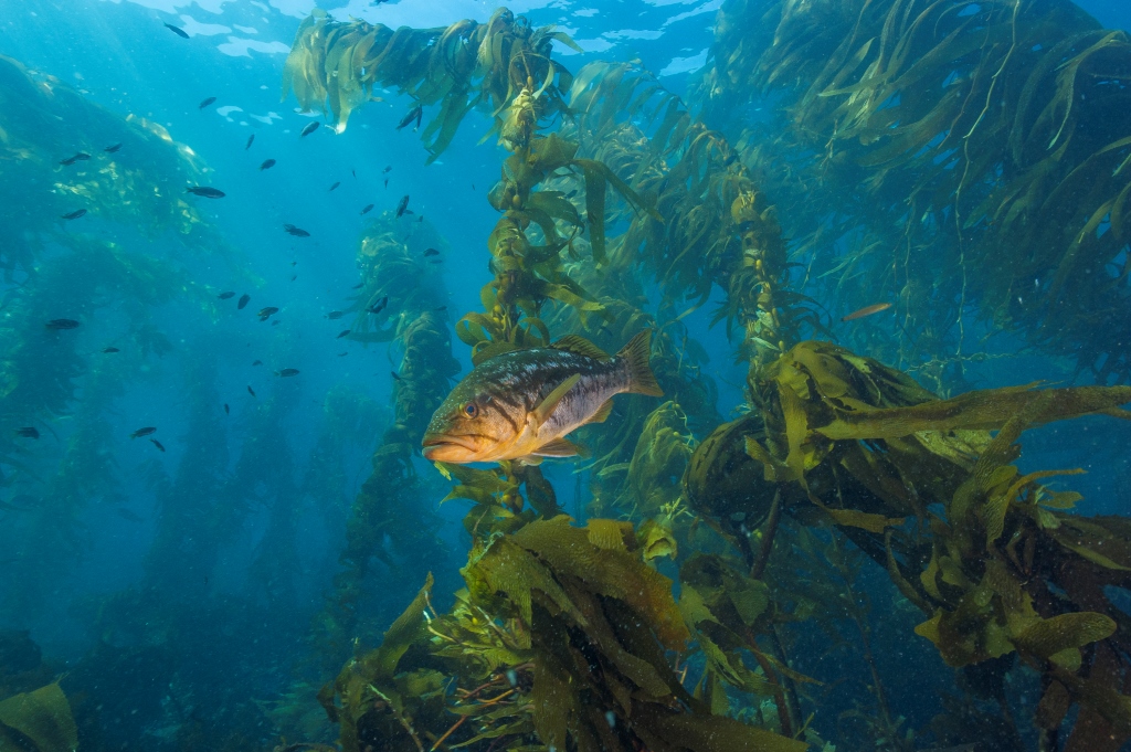 kelp4